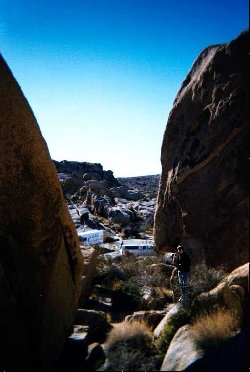 joshuatree007.jpg