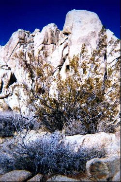 joshuatree009.jpg