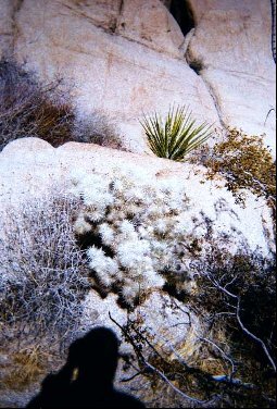 joshuatree011.jpg