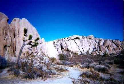 joshuatree013.jpg