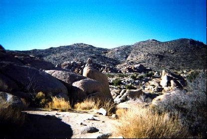 joshuatree015.jpg