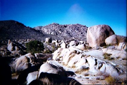 joshuatree017.jpg