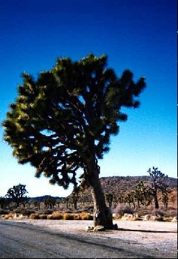 joshuatree019.jpg